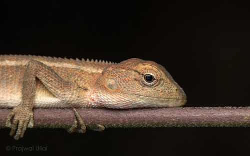 Indian Garden Lizard