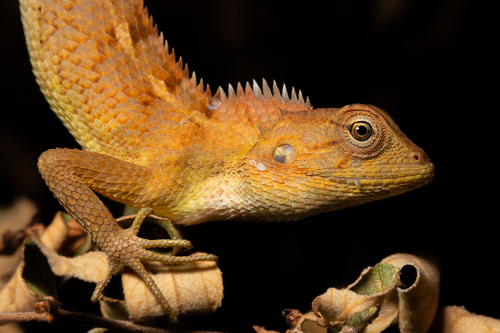 Indian Garden Lizard