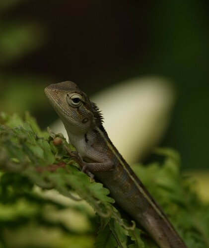 Indian Garden Lizard
