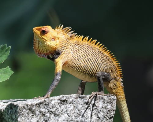 Indian Garden Lizard