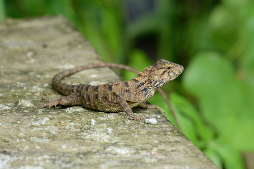 Indian Garden Lizard