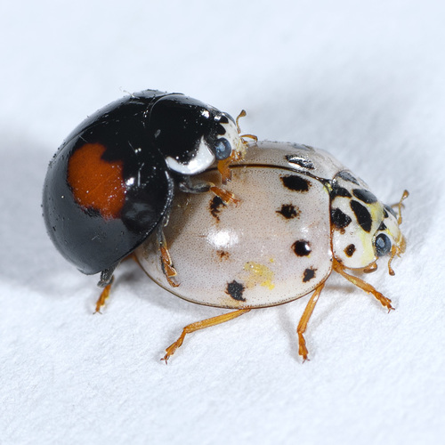 Ashy Gray Lady Beetle