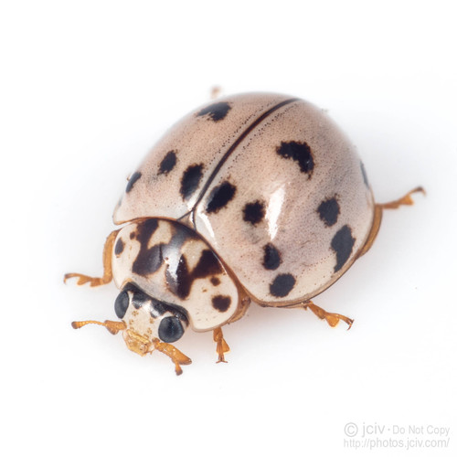 Ashy Gray Lady Beetle