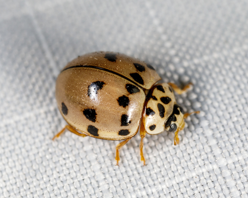 Ashy Gray Lady Beetle