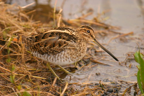 Common Snipe