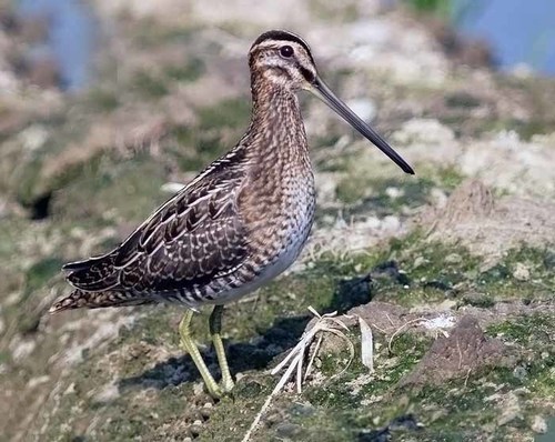Common Snipe