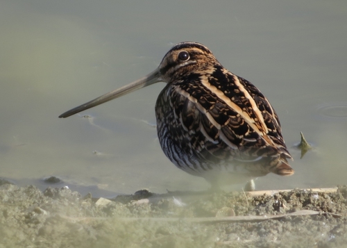 Common Snipe