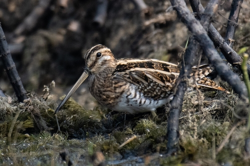 Common Snipe