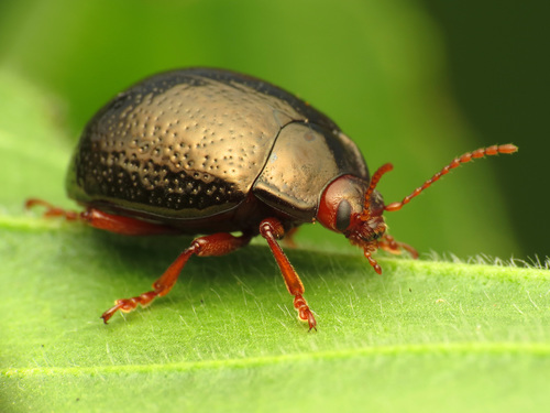 Bronze Beetle