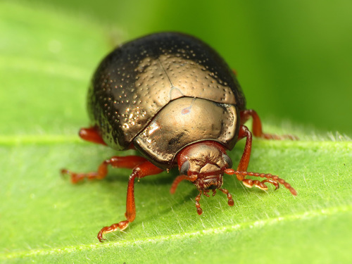 Bronze Beetle