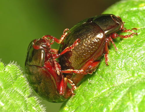 Bronze Beetle