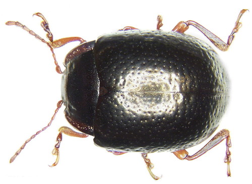 Bronze Beetle