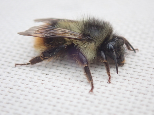 Fuzzy-Horned Bumble Bee