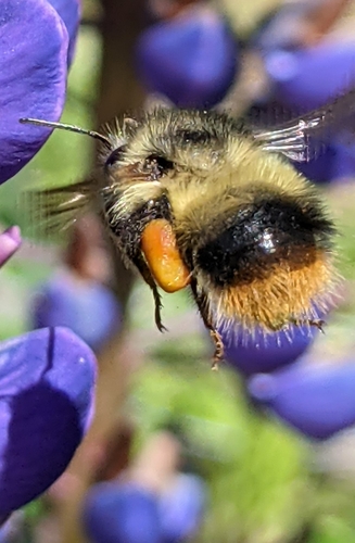 Fuzzy-Horned Bumble Bee