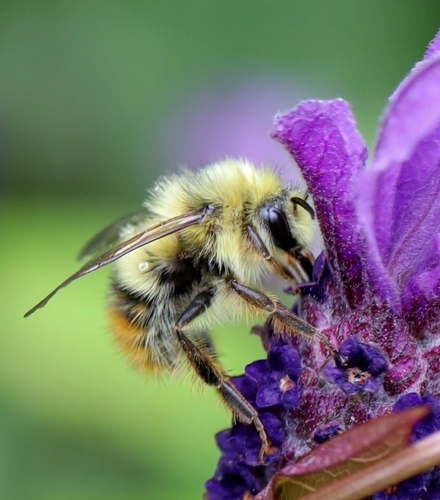Fuzzy-Horned Bumble Bee