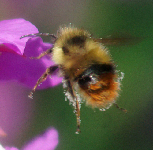 Fuzzy-Horned Bumble Bee