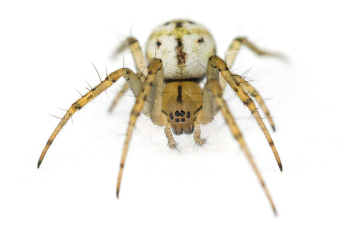 Cricket-bat Orbweaver