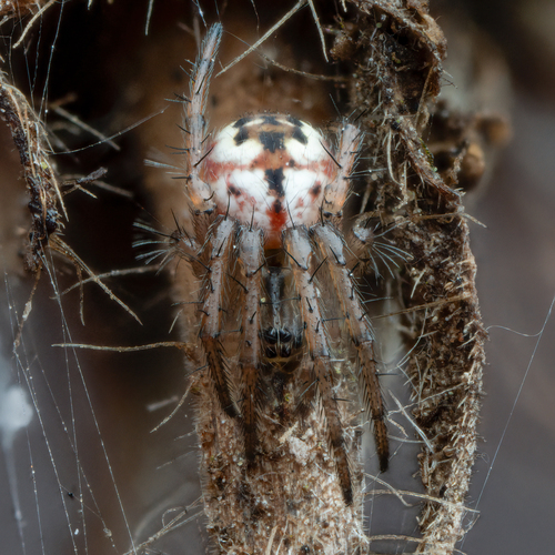 Cricket-bat Orbweaver