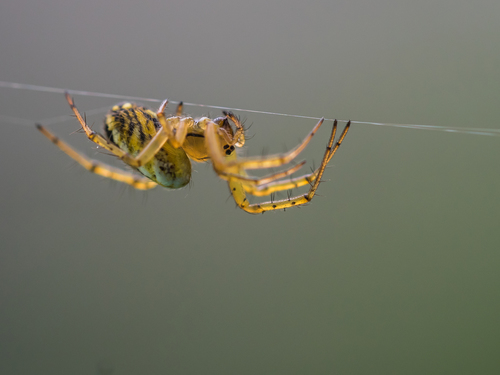 Cricket-bat Orbweaver