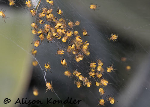 Cricket-bat Orbweaver