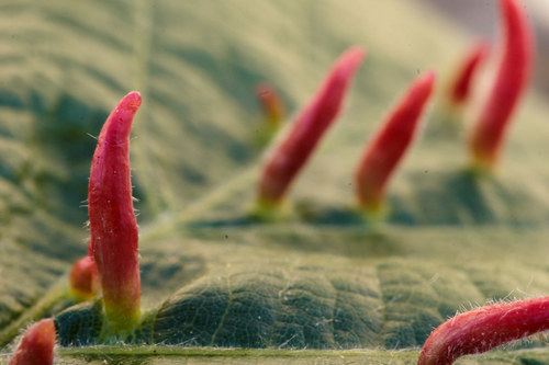 Red Nail Gall Mite