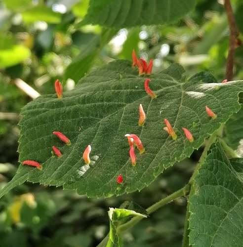 Red Nail Gall Mite