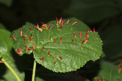 Red Nail Gall Mite