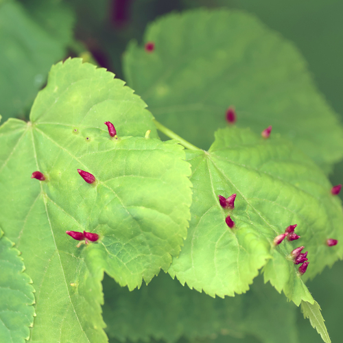 Red Nail Gall Mite