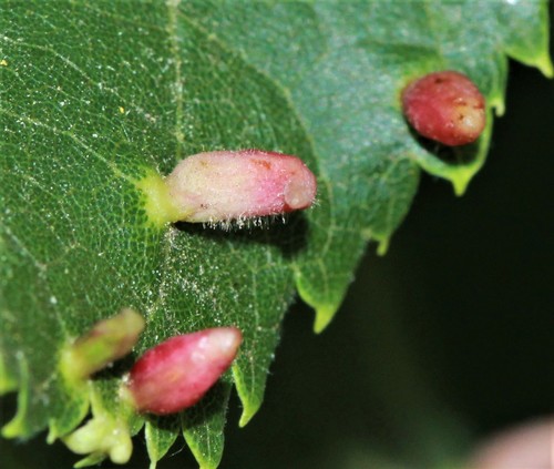 Red Nail Gall Mite