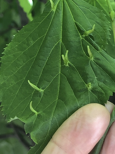 Red Nail Gall Mite