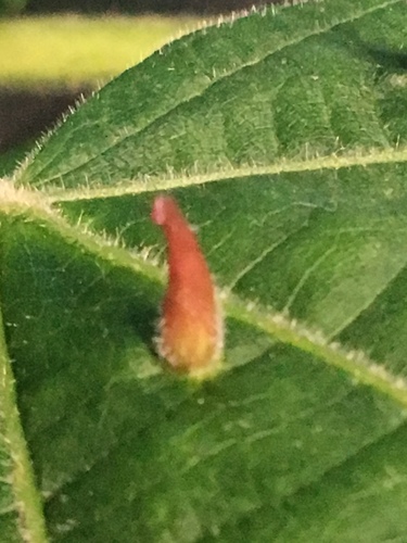 Red Nail Gall Mite