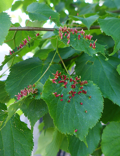 Red Nail Gall Mite