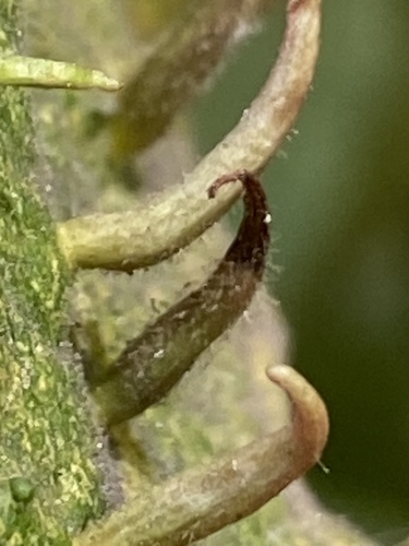 Red Nail Gall Mite