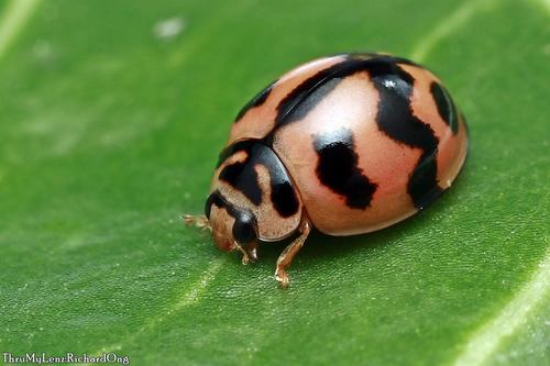 Six-spotted Zigzag Ladybird