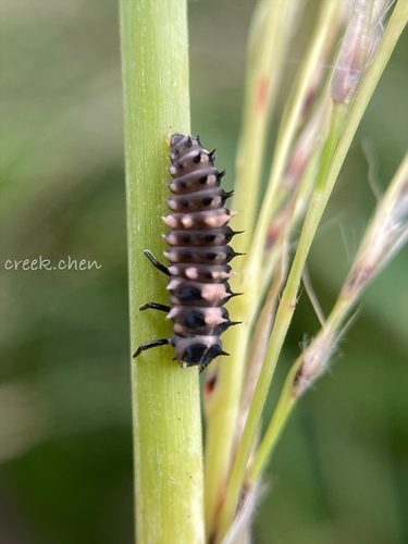 Six-spotted Zigzag Ladybird