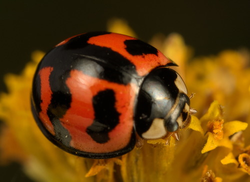 Six-spotted Zigzag Ladybird