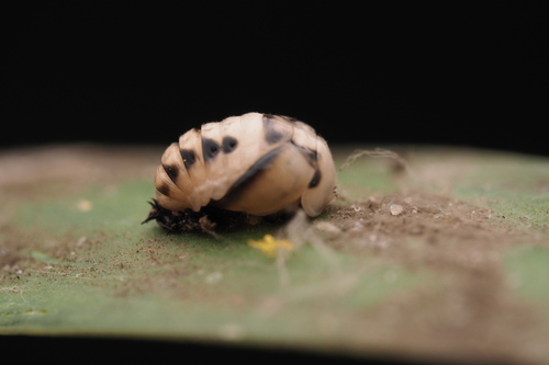 Six-spotted Zigzag Ladybird