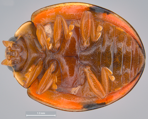 Six-spotted Zigzag Ladybird