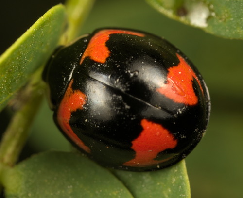 Six-spotted Zigzag Ladybird