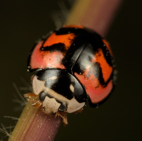 Six-spotted Zigzag Ladybird