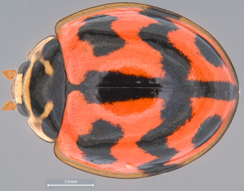 Six-spotted Zigzag Ladybird