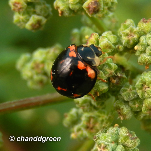 Six-spotted Zigzag Ladybird