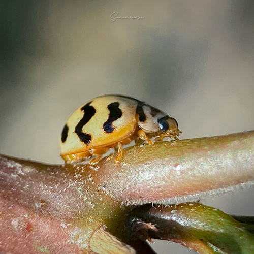 Six-spotted Zigzag Ladybird