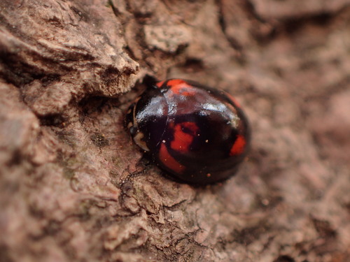 Six-spotted Zigzag Ladybird