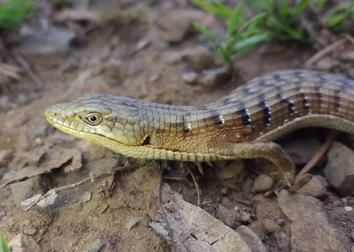 Southern Alligator Lizard