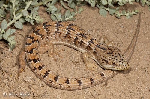 Southern Alligator Lizard