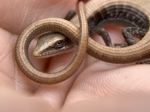Southern Alligator Lizard