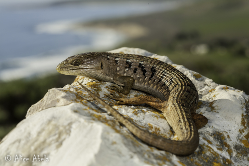Southern Alligator Lizard
