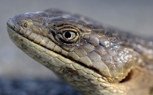 Southern Alligator Lizard