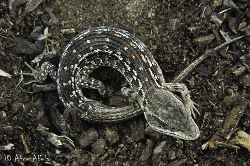 Southern Alligator Lizard